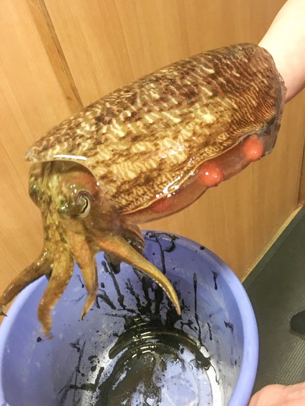 銀座魚ばか はなれ 旧 神楽坂 イカセンター はなれ で子連れディナー 神楽坂 魚料理 神楽坂マチコ